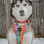 Dog Collar - The Night Life