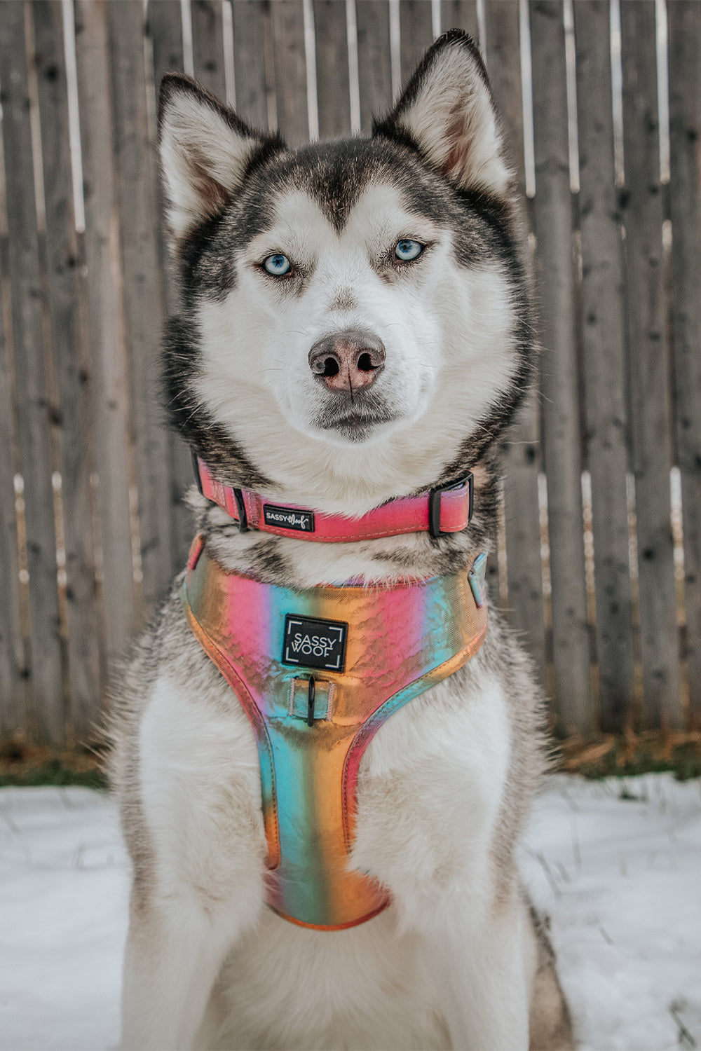 Dog Collar - The Night Life