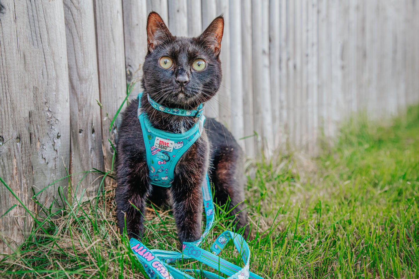 Cat Step-In Harness - Hello Kitty® Aqua