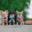 Dog Step-in Harness - Good Vibes