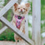 Dog Step-in Harness - Purple Haze