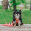 Dog Step-in Harness - Summer Sorbet