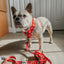 Dog Leash - Disney's 101 Dalmatians