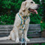 Dog Adjustable Harness - SpongeBob SquarePants™ Bikini Bottom
