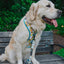 Dog Leash - SpongeBob SquarePants™ Bikini Bottom