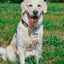 Dog Step-In Harness - Sunflower Dreams