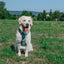 Dog Step-in Harness - Sage