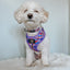 Dog Adjustable Harness - Willy Wonka & The Chocolate Factory™
