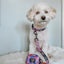 Dog Collar - Willy Wonka & The Chocolate Factory™