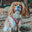 Dog Adjustable Harness - Harry Potter™ Marauder's Map™