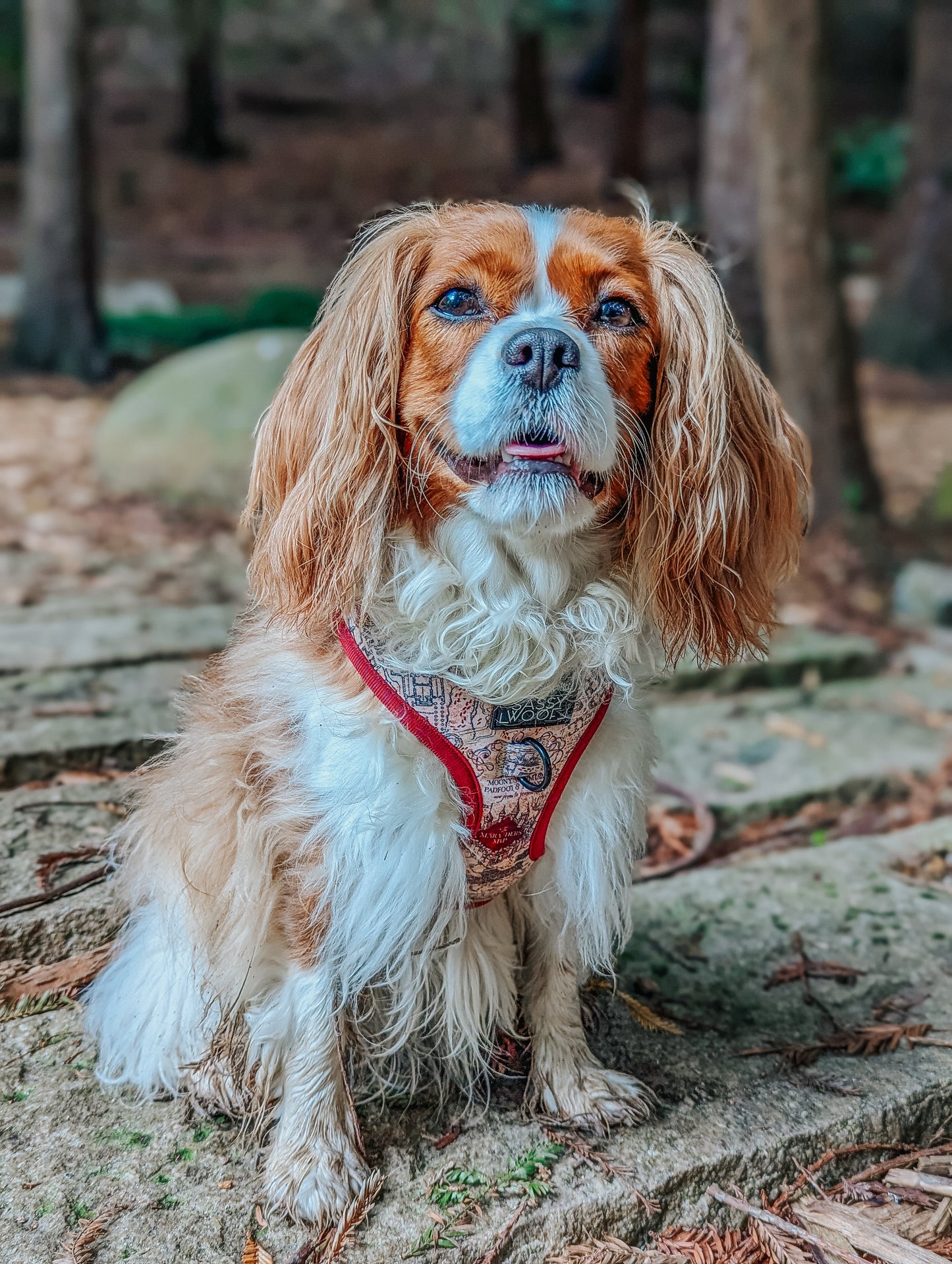 Dog Adjustable Harness - Harry Potter™ Marauder's Map™
