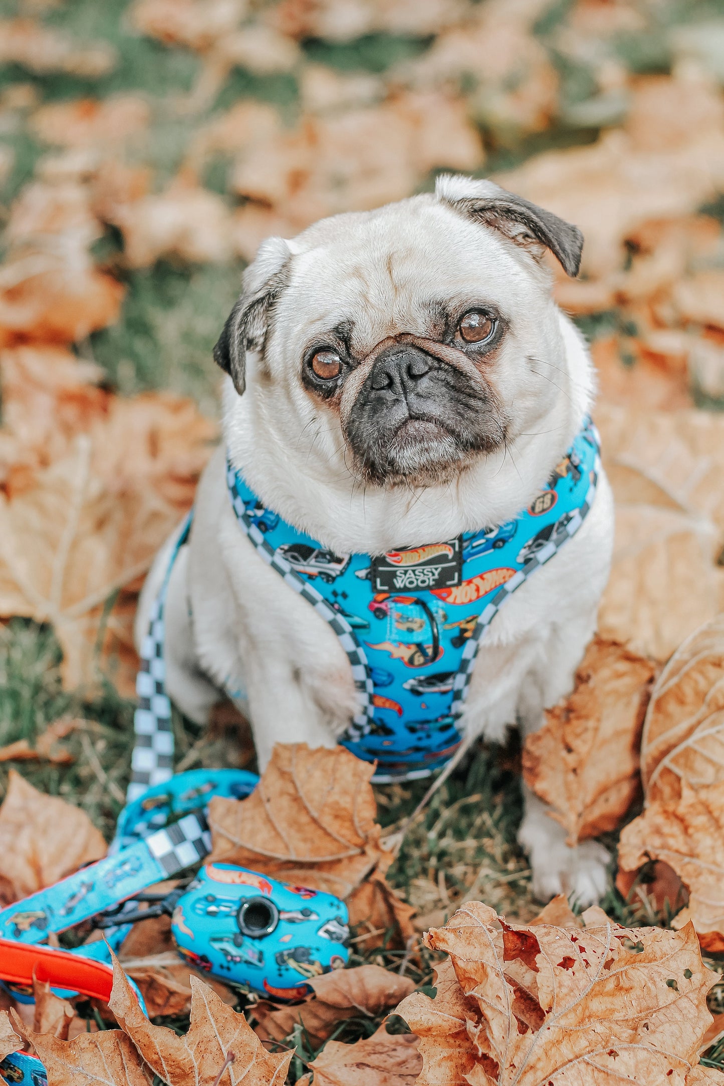 Dog Collar - Hot Wheels™