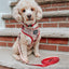 Dog Leash - Harry Potter™ Marauder's Map™