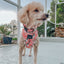 Dog Collar - Disney's Mulan