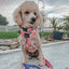 Dog Adjustable Harness - Disney's Mulan