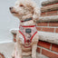 Dog Collar - Harry Potter™ Marauder's Map™