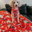 Dog Collar - Sleigh Baby Sleigh