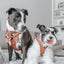 Dog Adjustable Harness - Teddy