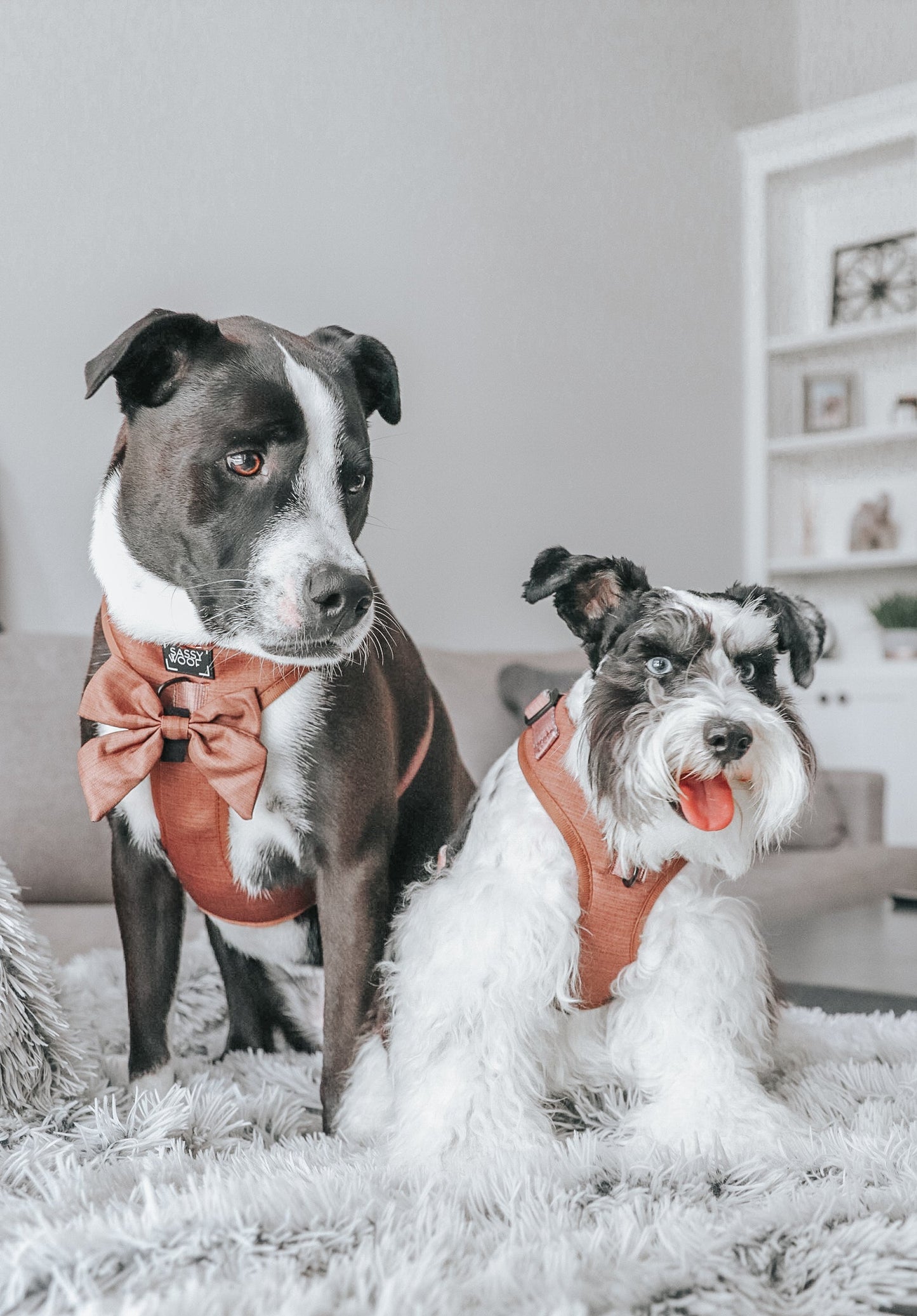Dog Adjustable Harness - Teddy