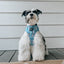 Dog Adjustable Harness - Disney's Cinderella