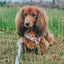 Dog Adjustable Harness - Sakura