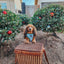 Dog Adjustable Harness - Under the Mistletoe