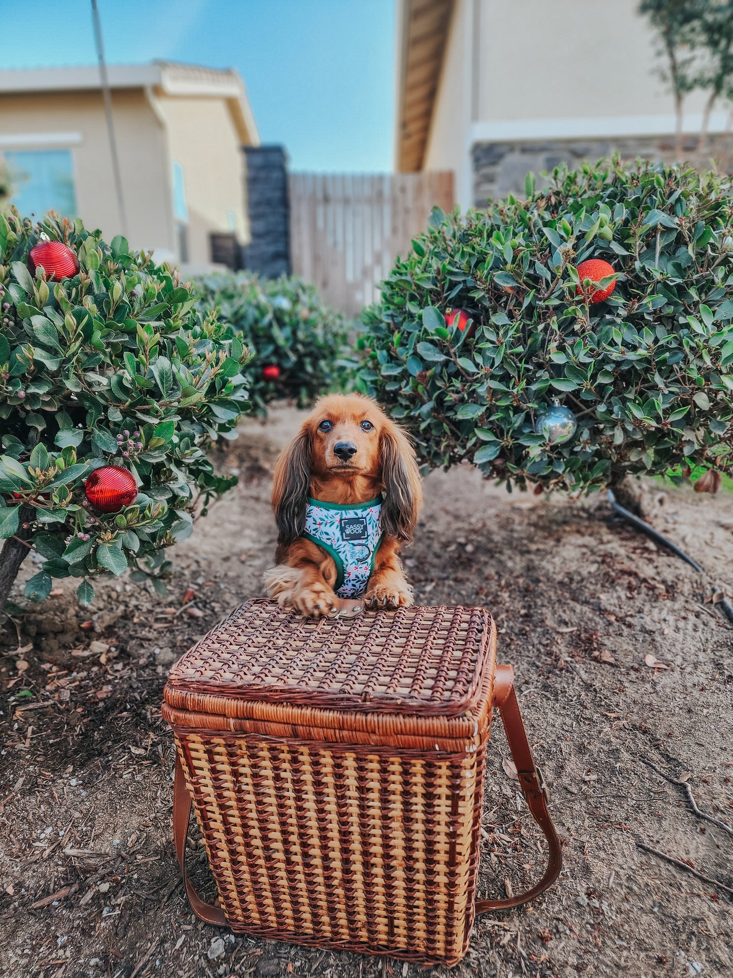 Dog Adjustable Harness - Under the Mistletoe