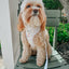 Dog Leash - Pup of Honor