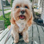 Dog Adjustable Harness - Pup of Honor