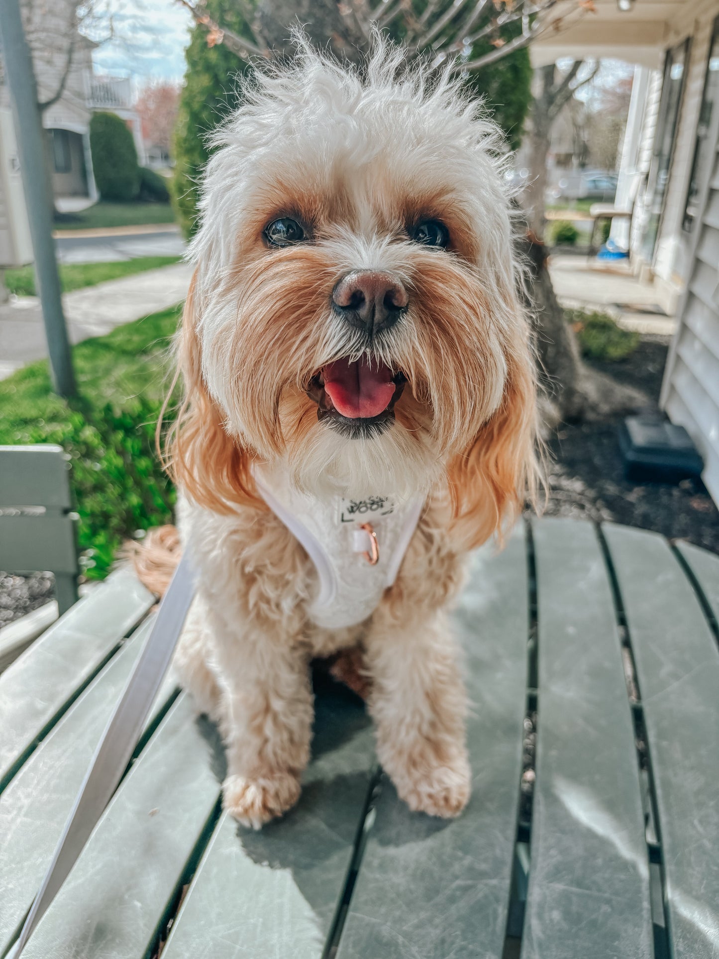 Dog Adjustable Harness - Pup of Honor