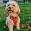 Dog Adjustable Harness - Pupkin Donuts
