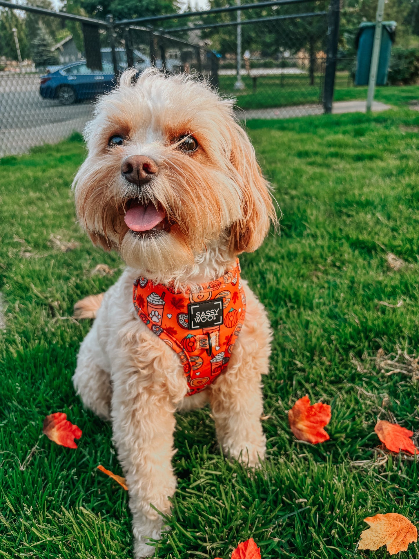 Dog Adjustable Harness - Pupkin Donuts