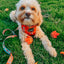 Dog Collar - Pupkin Donuts
