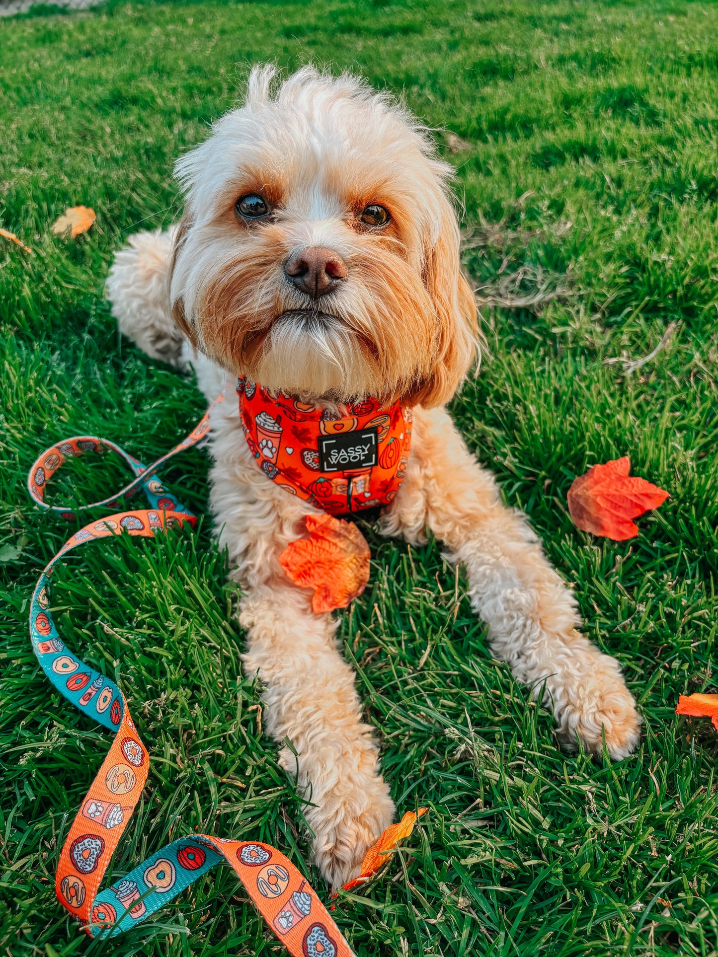 Dog Collar - Pupkin Donuts