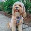 Dog Collar - Disney's Jasmine