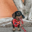 Dog Adjustable Harness - Sleigh Baby Sleigh