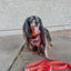 Dog Adjustable Harness - Hot Cocoa Club