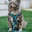 Dog Leash - Nickelodeon CatDog™