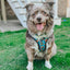 Dog Adjustable Harness - Nickelodeon CatDog™