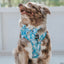 Dog Collar - Disney's Cinderella