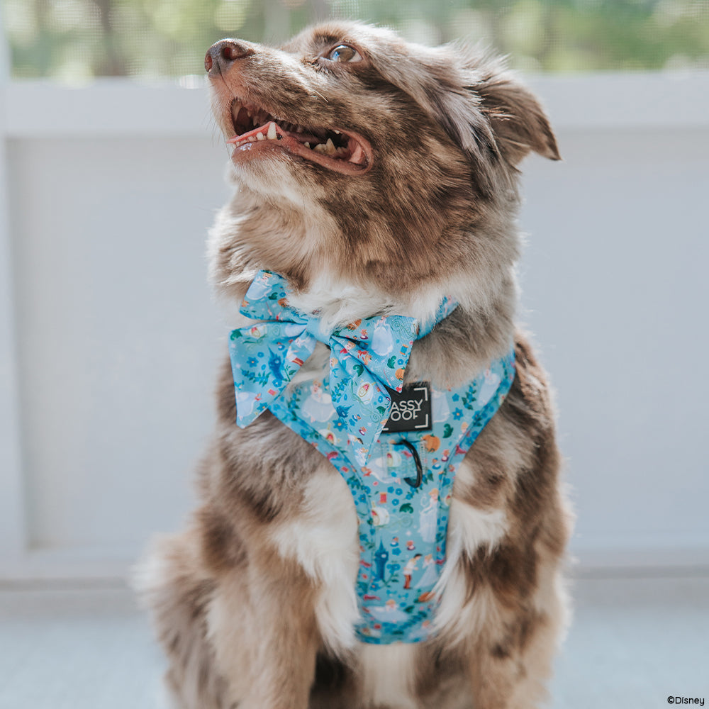Dog Collar - Disney's Cinderella