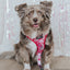 Dog Leash - Mean Girls™
