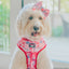 Dog Adjustable Harness - Mean Girls™