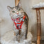 Cat Step-In Harness - Hello Kitty® Red Classic