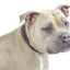 Derby Dog Designer Series USA Leather Padded Fancy Stitch Dog Collar