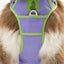 Lavender Garden Ultimate Dog Harness