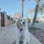 Dog Rope Leash - Lavender