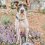 Dog Rope Leash - Lavender