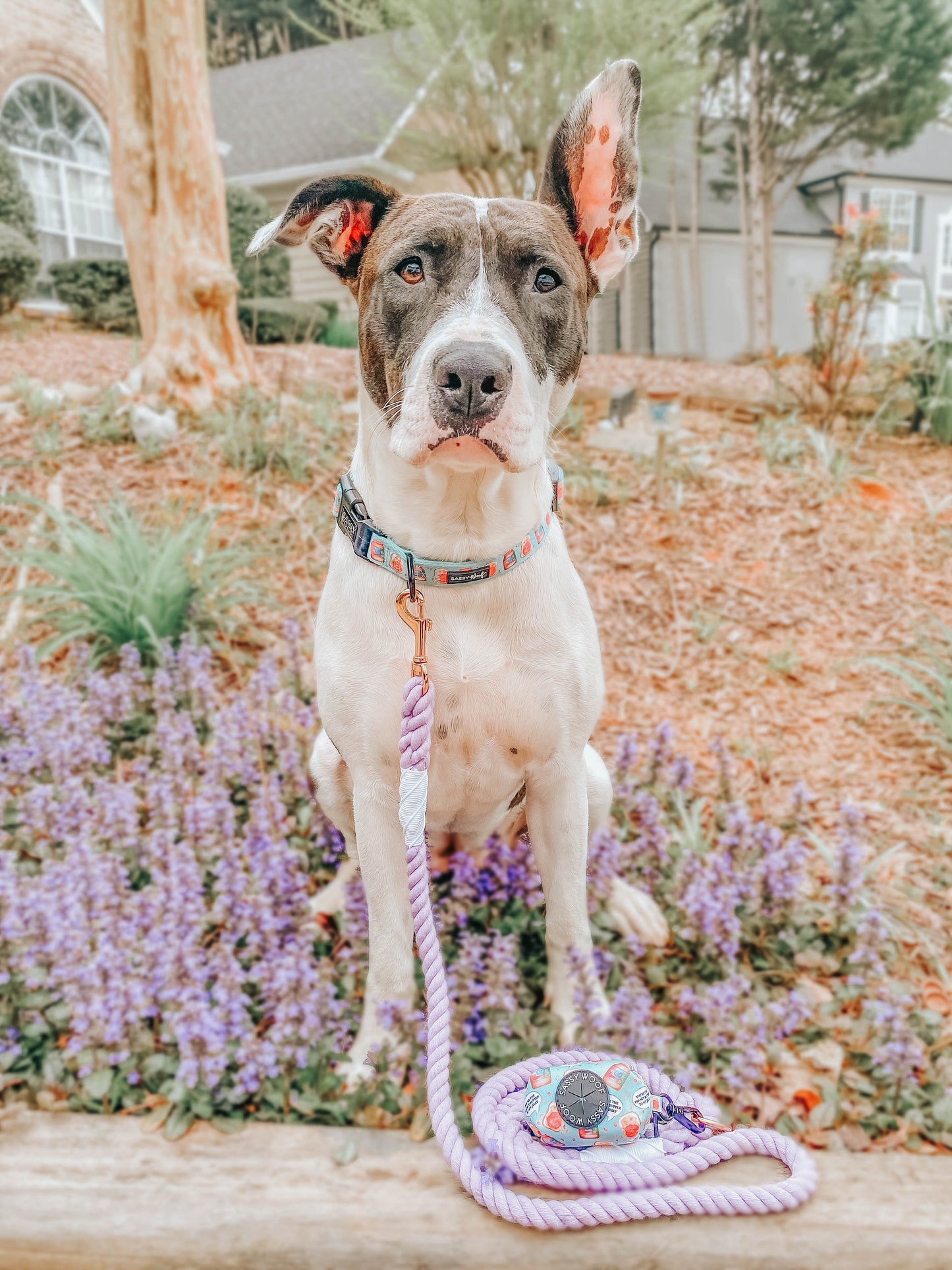 Dog Rope Leash - Lavender