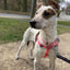 Hot Pink Freedom No-Pull Dog Harness